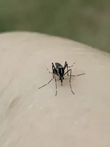 mosquitoes in Winter