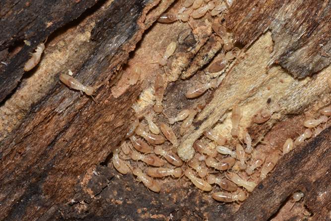 subterranean termites