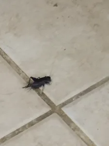 cricket in home