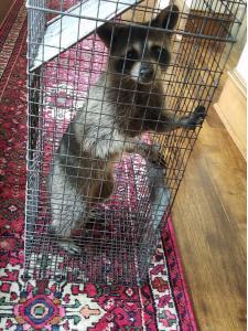 Raccoons in your yard