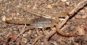 scorpions in cooler weather