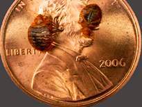 Bed Bugs Do's and Don'ts