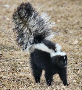 skunks in the neighborhood