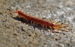 centipedes invading your home