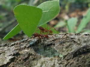 leaf cutter ants