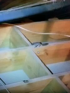 flying squirrels in your attic