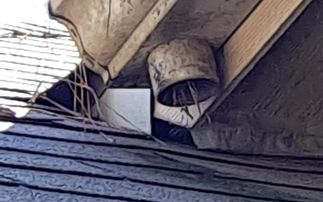 Rodent proofing your home