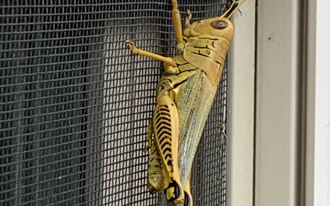 Grasshoppers in your yard