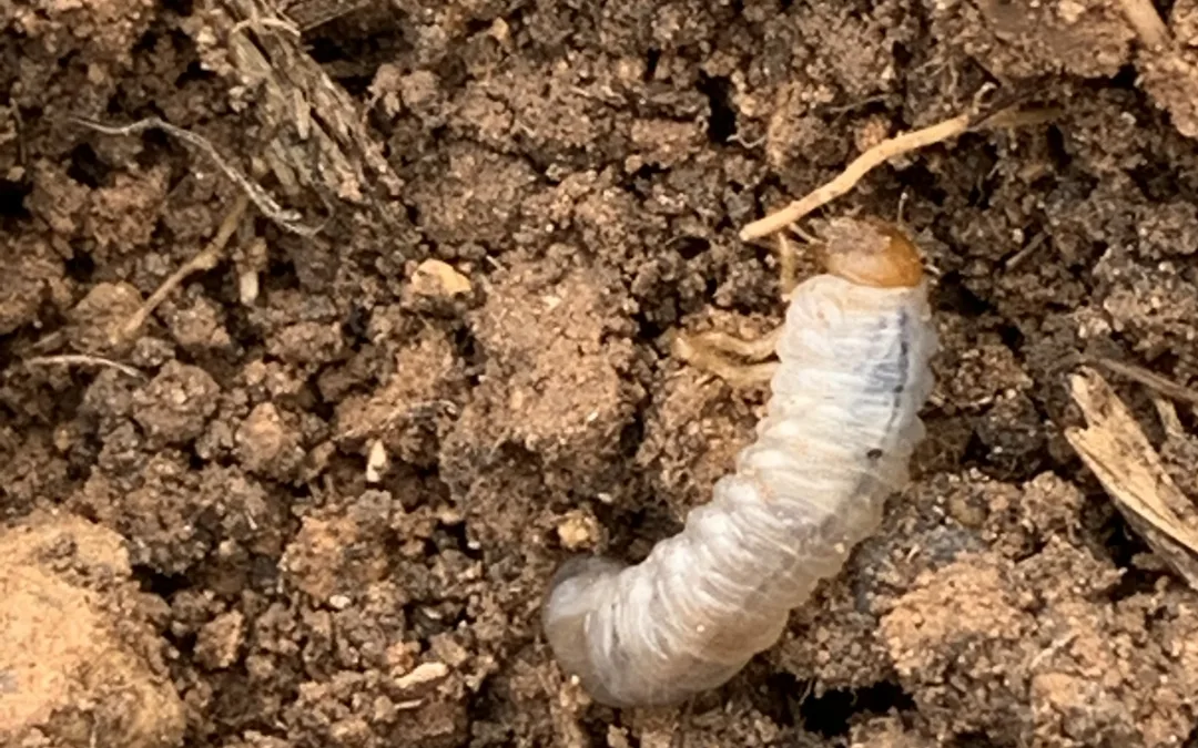 White grub larvae