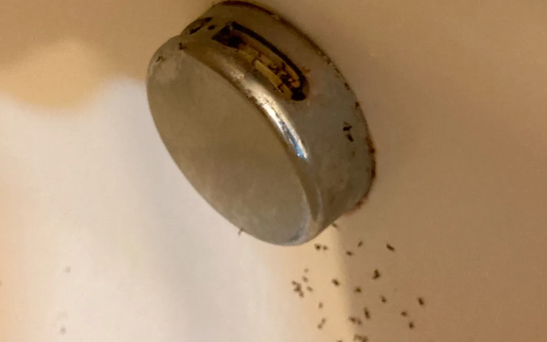 Drain flies in your home