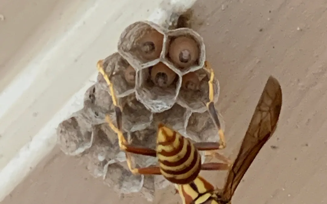 Wasps and Hornets