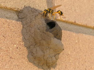 wasps and hornets