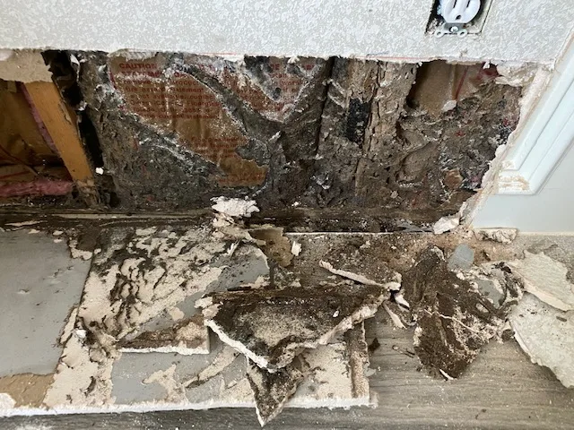 Looking for termites