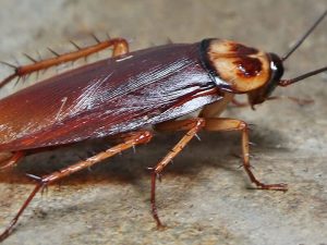 American cockroach in your home