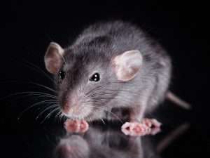 mice and rodents in your home