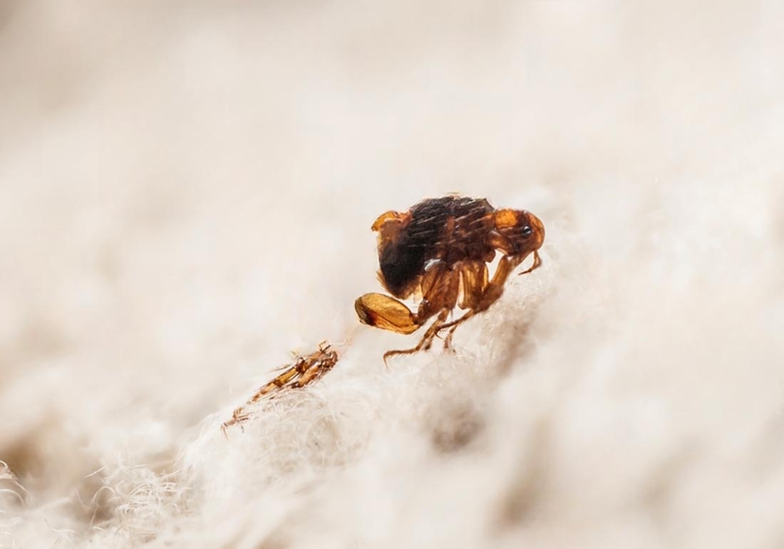 fleas flea