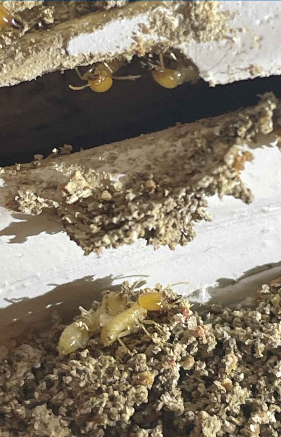 formosan termites formosan subterranean termite activity