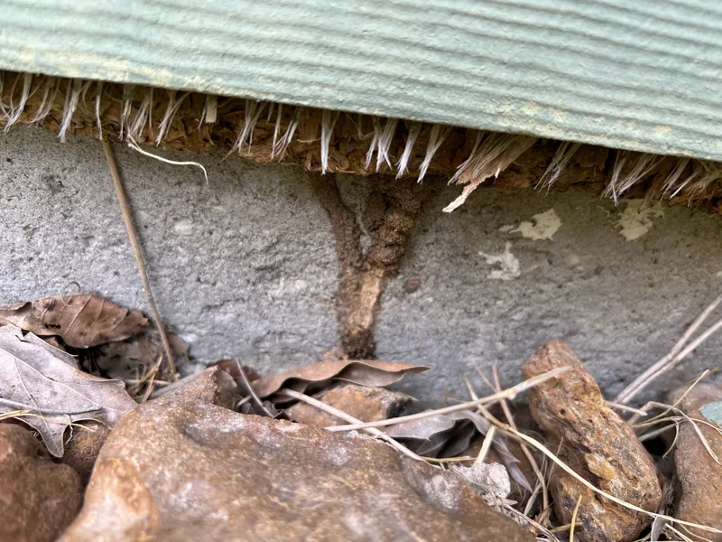 Do I need a termite inspection before I buy a home?