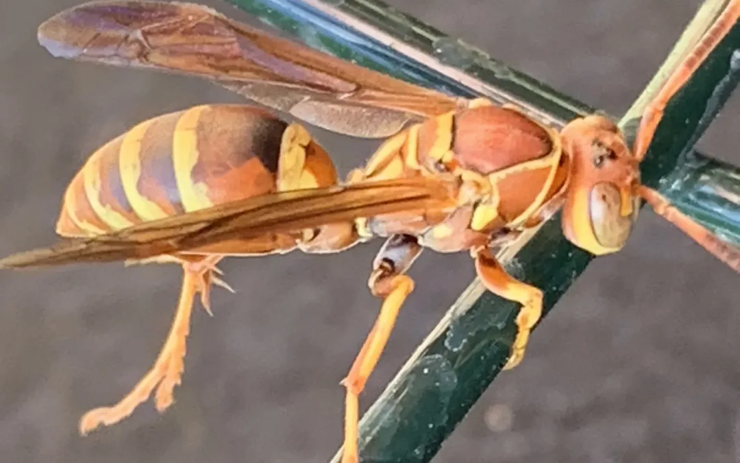 Active Stinging Insects