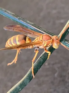 active stinging insects