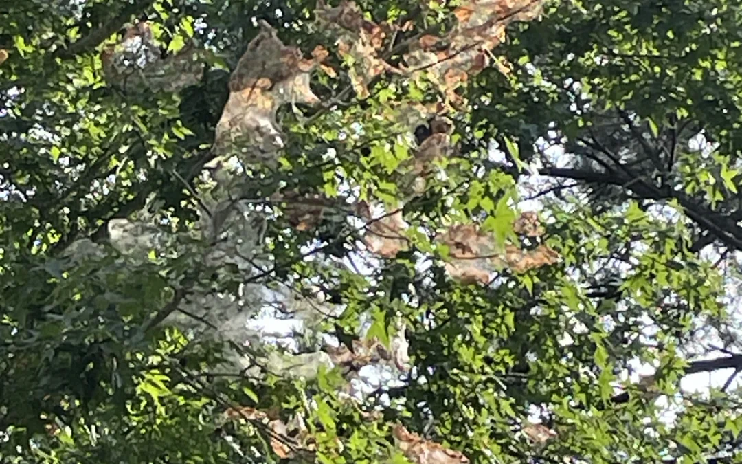 Webworm Caterpillar Webs