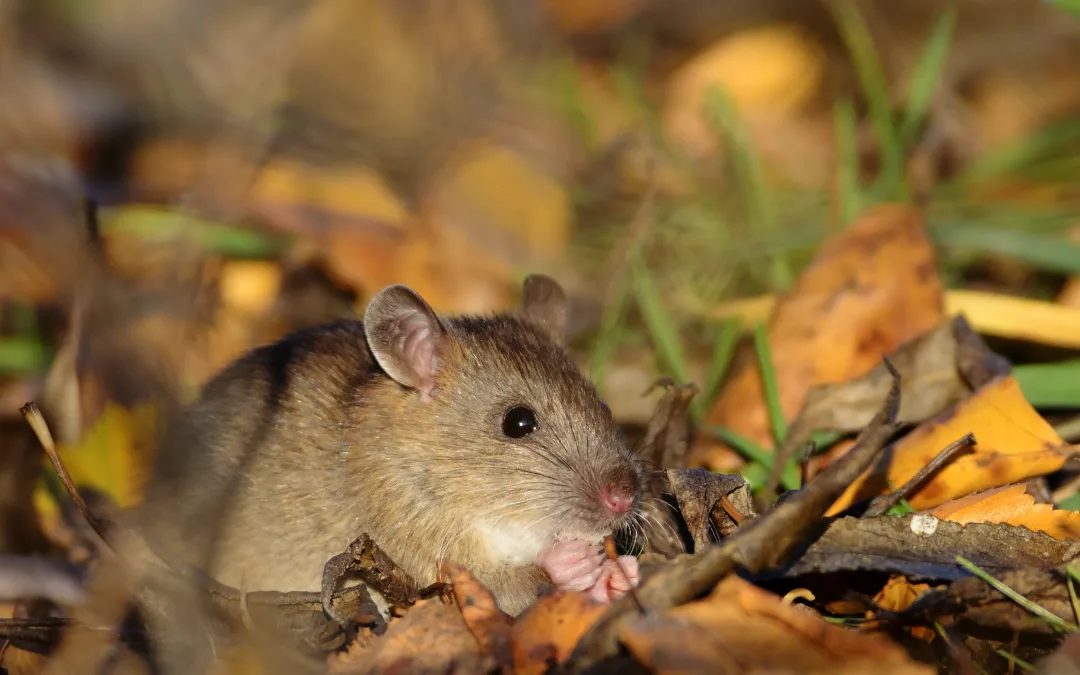 Keep mice out of your yard