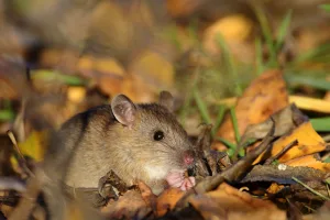 keep mice out of your yard